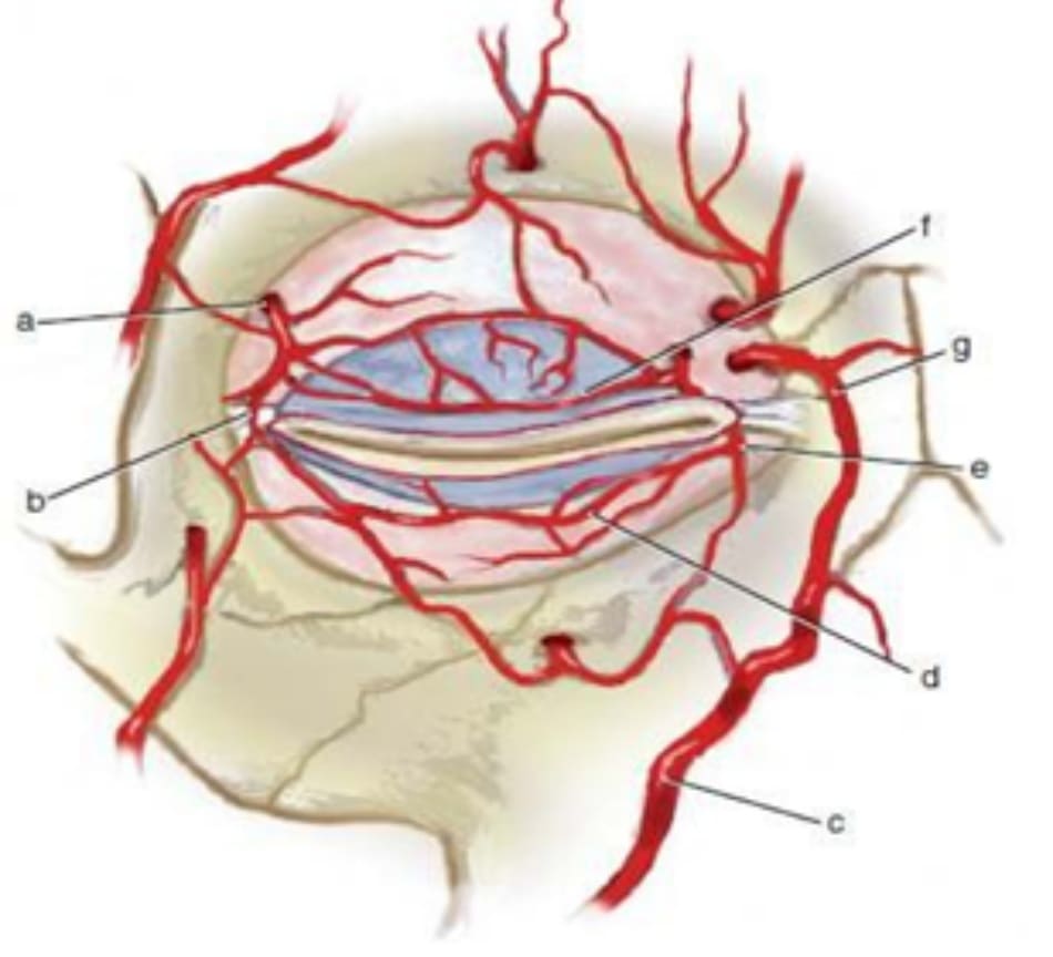 Hình 12-1 Giải phẫu động mạch quanh ổ mắt
