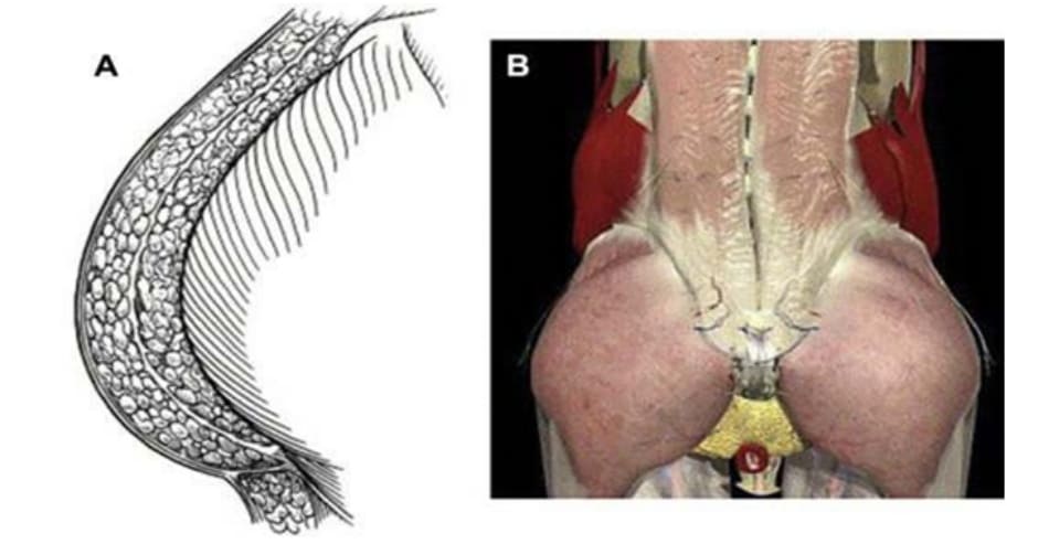 Hình 7. Giải phẫu hệ thống vùng mông và các lớp cân. (A) Hình ảnh hệ thống các lớp cân sau khi đã loại bỏ các cấu trúc giải phẫu khác và (B) các lớp cân vùng mông cũng như thắt lưng chậu.